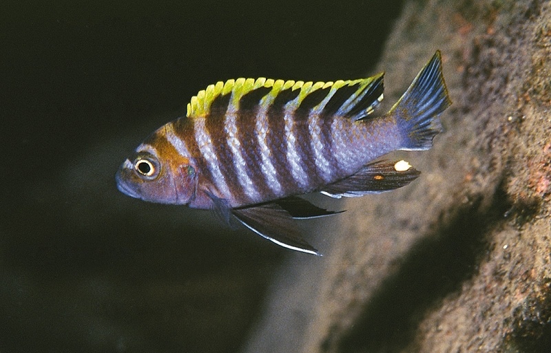 Cynotilapia zebroides 'Gome Rock'